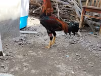 Chickens — sawirka 2