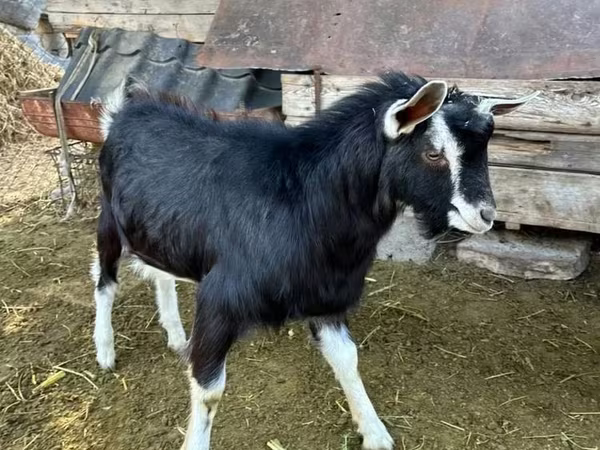 Козел, Alpine goat