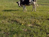 گاو ماده, Simmental cattle — عکس 4
