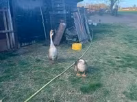 Geese — 1 зураг