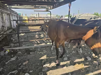 گھوڑی, گھوڑے — تصویر 5