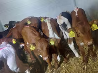 วัวตัวผู้, Simmental cattle — รูปภาพ 2