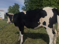 Krava, Russian Black pied cattle — foto 1
