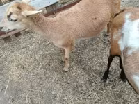 Får, Cameroon sheep — foto 4