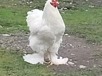 Chickens — عکس 2