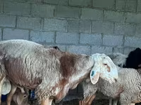 Beran, Arashan sheep — foto 3