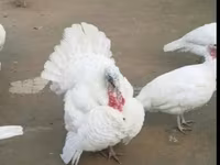 برنزی — عکس 4