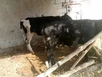 Lembu betina, Russian Black pied cattle — foto 2