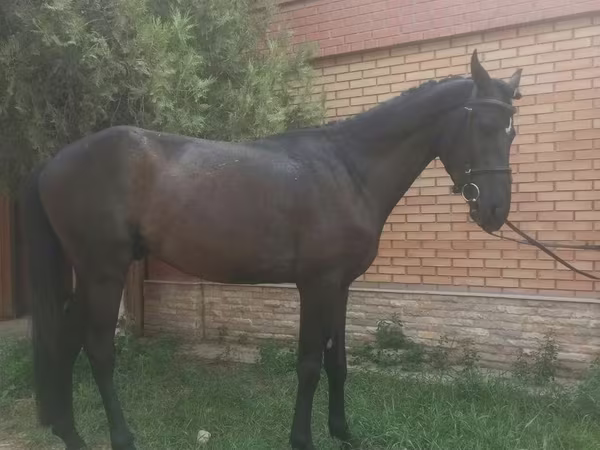Pastuv, Anglo-Arabian
