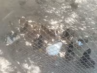 Domestic Muscovy — foto 3