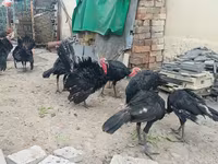 سفید سینه‌پهن — عکس 4