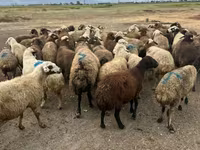 Brebis, Moutons — photo 2