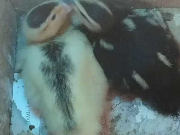 Утки