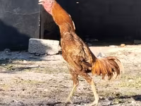 Chickens — foto 3