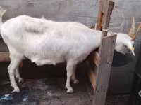 Koza, Kozy — zdjęcie 1