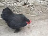 डर्बीशायर रेडकैप — फ़ोटो 3