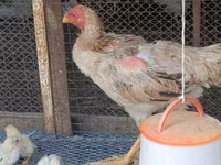 Chickens — عکس 3