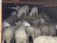 Kambing jantan, Merinoland sheep — foto 3