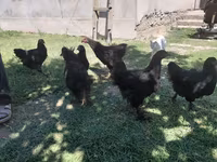 کوچین — عکس 2