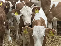 Bovini (lotto, sesso non specificato), Simmental cattle — foto 8