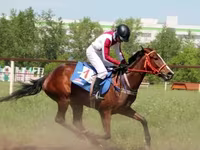 مادیان, Arabian horse — عکس 3