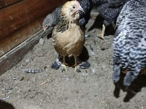 Brahma