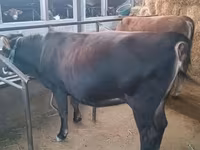 Bulle, Swiss cattle — Foto 3