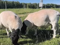 Κριός, Dorper sheep — φωτογραφία 1