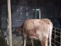 ላም, Cattle — ፎቶ 6