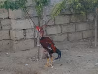 Chickens — 사진 4