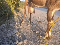 بز ماده, بز — عکس 4