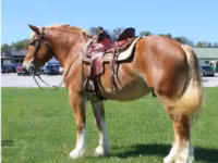 Cavallo, Belgian Draught — foto 4