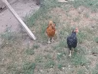Chickens — 3 зураг
