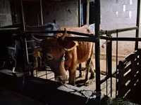 ላም, Cattle — ፎቶ 4