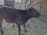 Banteng, Cattle — foto 1