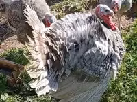 Broad Breasted Hvid — foto 2