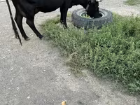 பசு, Russian Black pied cattle — புகைப்படம் 5