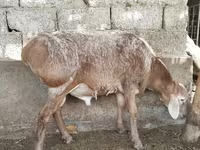 قوچ, گوسفند — عکس 1