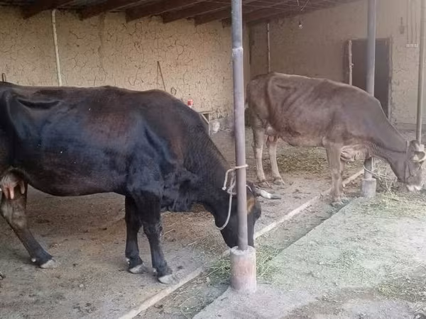 Сиыр, Swiss cattle