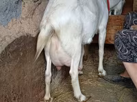 बकरी, Saanen goat — फ़ोटो 1