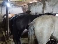 Кобила, Коне — снимка 8