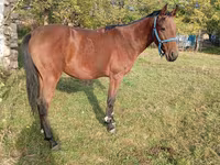 Kůň, Anglo-Arabian — foto 4