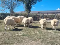 แกะตัวผู้, Texel sheep — รูปภาพ 3