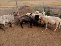 Ram, Sheep — photo 2