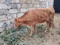Vache, Bovins — photo 6