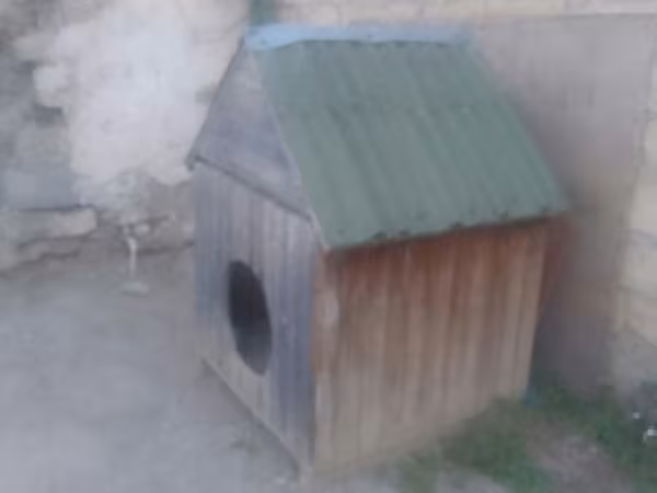 Taxta it evi REAL ALICIYA ENDİRİM OLACAQ 1METR ENİ 1METR UZUNLUĞU