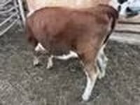 โคเนื้อ (เป็นล็อต, ไม่ระบุเพศ), Simmental cattle — รูปภาพ 4