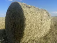 Продам сено рулонах!! — foto 1