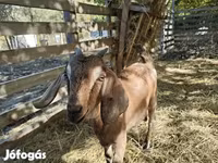 Cabra, Nubian Goat — foto 1