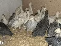 Turkeys — รูปภาพ 1